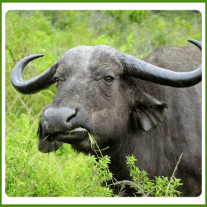 What Does the Water Buffalo Eat