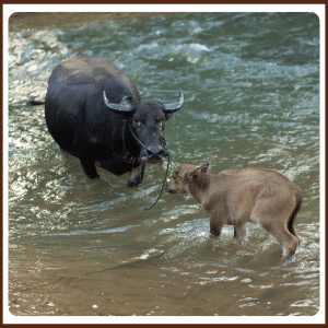 What Is a Baby Water Buffalo Called