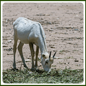 What Is the Baby of an Arabian Oryx Called