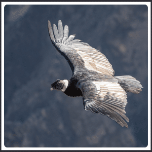 What Is the National Animal of Ecuador