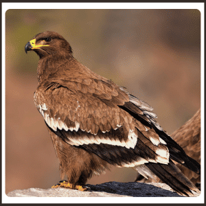 What Is the National Animal of Egypt