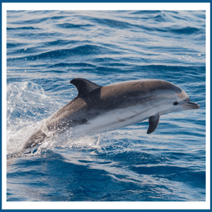 What Is the National Animal of Greece