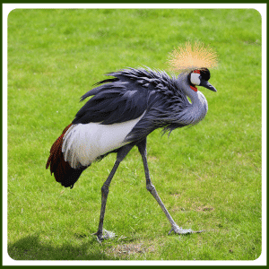 What Is the National Animal of Nigeria