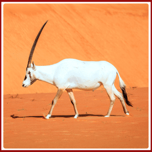 What Is the National Animal of UAE