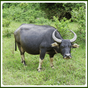 What Is the National Animal of Vietnam