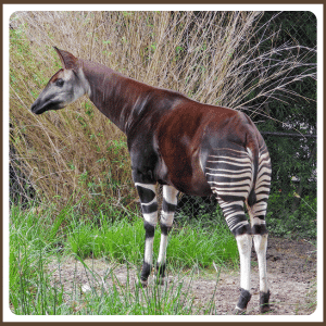 What Is the Okapi | National Animal of Okapi