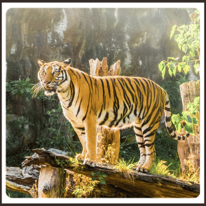 What Is the National Animal of Bangladesh