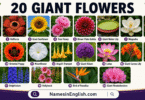 20 Giant Flowers with Names in English and Pictures
