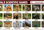 35 Scientific Names of Animals with Pictures