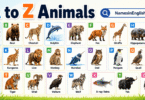 A to Z Animals with Names in English and Pictures