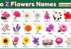 A to Z Flowers with Names in English and Pictures