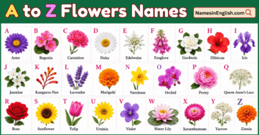 A to Z Flowers with Names in English and Pictures