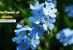 Alaska State Flower with Name and Pictures