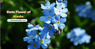 Alaska State Flower with Name and Pictures