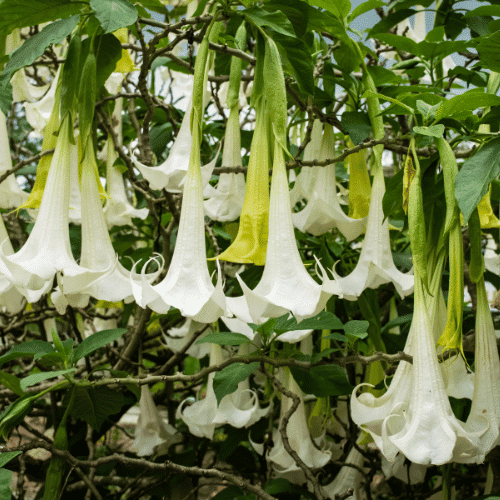 Angel's Trumpet