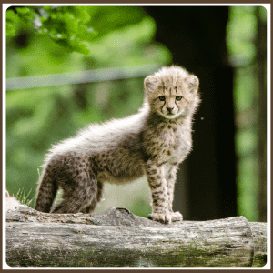 Baby Asiatic Cheetah