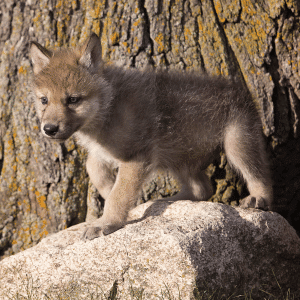 Baby Italian Wolf