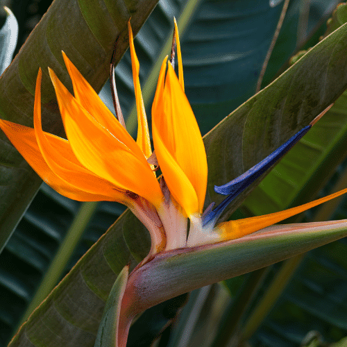 Bird of Paradise