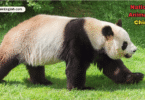 China National Animal with Name and Picture