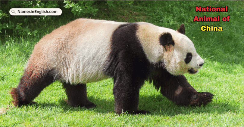 China National Animal with Name and Picture