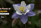Colorado State Flower with Name and Picture