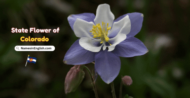 Colorado State Flower with Name and Picture