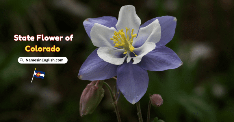 Colorado State Flower with Name and Picture