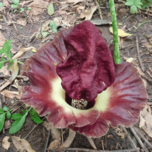Corpse Flower | Giant Flowers with Names