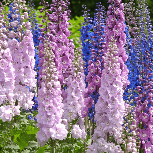 Delphinium | Giant Flowers with Names