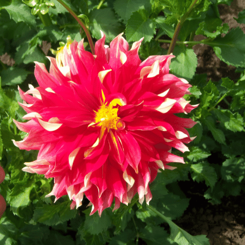 Dinner Plate Dahlia | Giant Flowers with Names