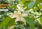 Florida State Flower with Name and Picture
