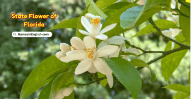 Florida State Flower with Name and Picture