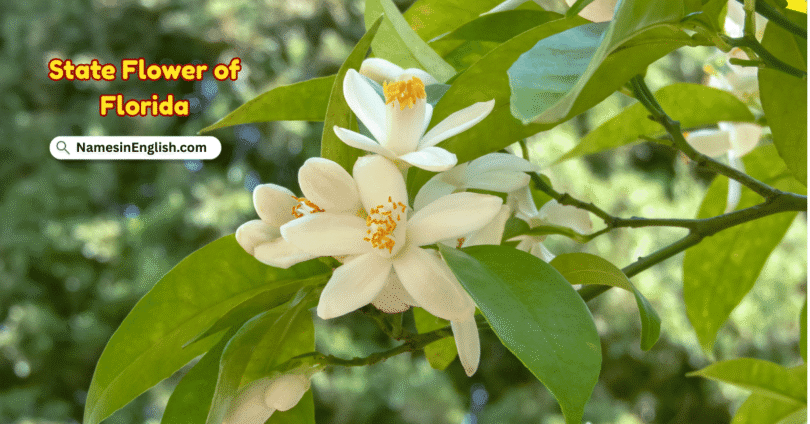 Florida State Flower with Name and Picture