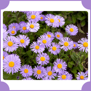 Flower that start with A