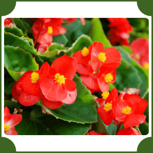 Flower that start with B | A to Z Flowers with Names