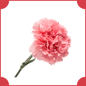 Flowers that start with C | A to Z Flowers with Names