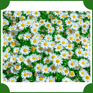Flower that start with D | A to Z Flowers with Names