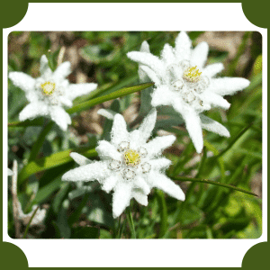 Flower that start with E | A to Z Flowers with Names