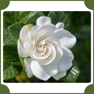 Flower that start with G