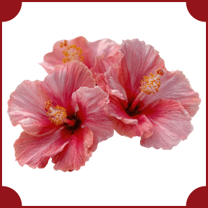 Flower that start with H