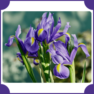 Flower that start with I