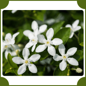 Flower that start with J