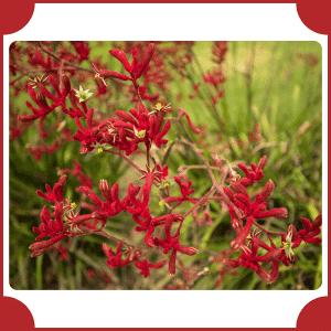 Flower that start with K