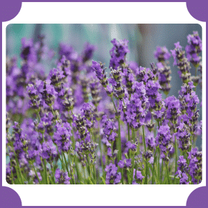Flower that start with L | A to Z Flowers with Names