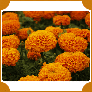 Flower that start with M | A to Z Flowers with Names