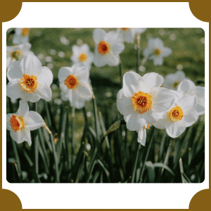 Flower that start with N