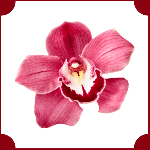 Flower that start with O