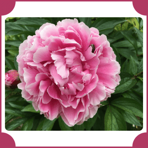 Flower that start with P
