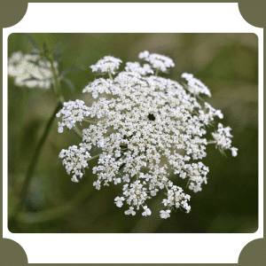Flower that start with Q
