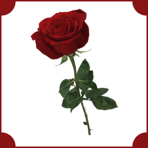 Flower that start with R